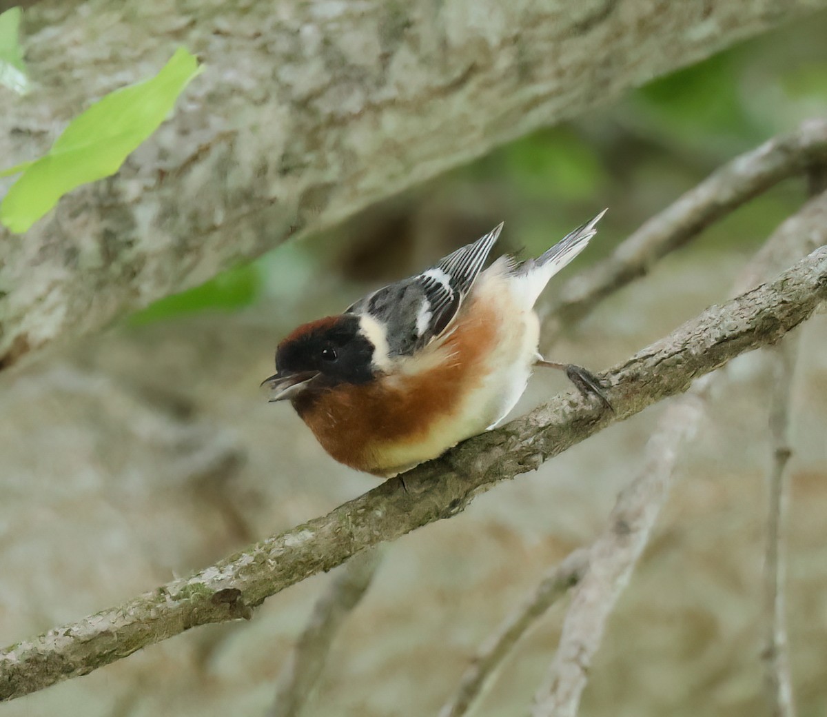 Bay-breasted Warbler - ML620198325