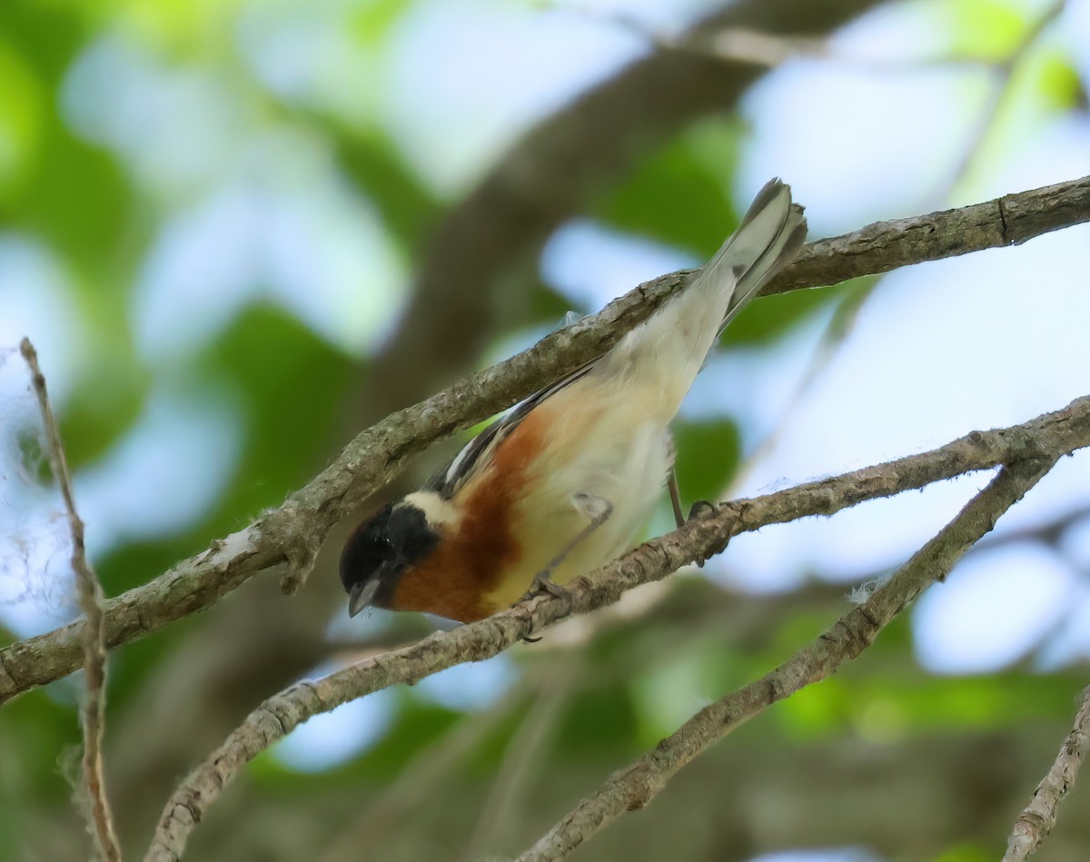 Bay-breasted Warbler - ML620198327