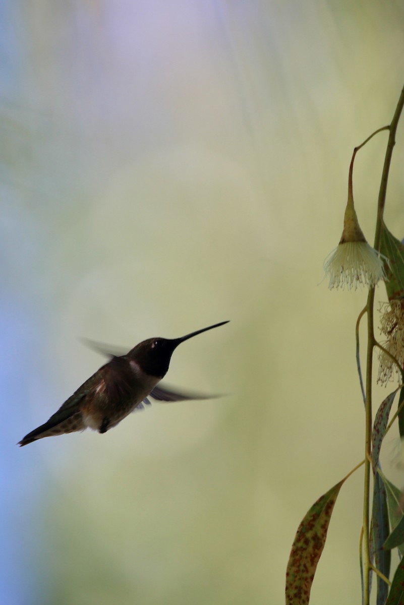 Black-chinned Hummingbird - ML620198332