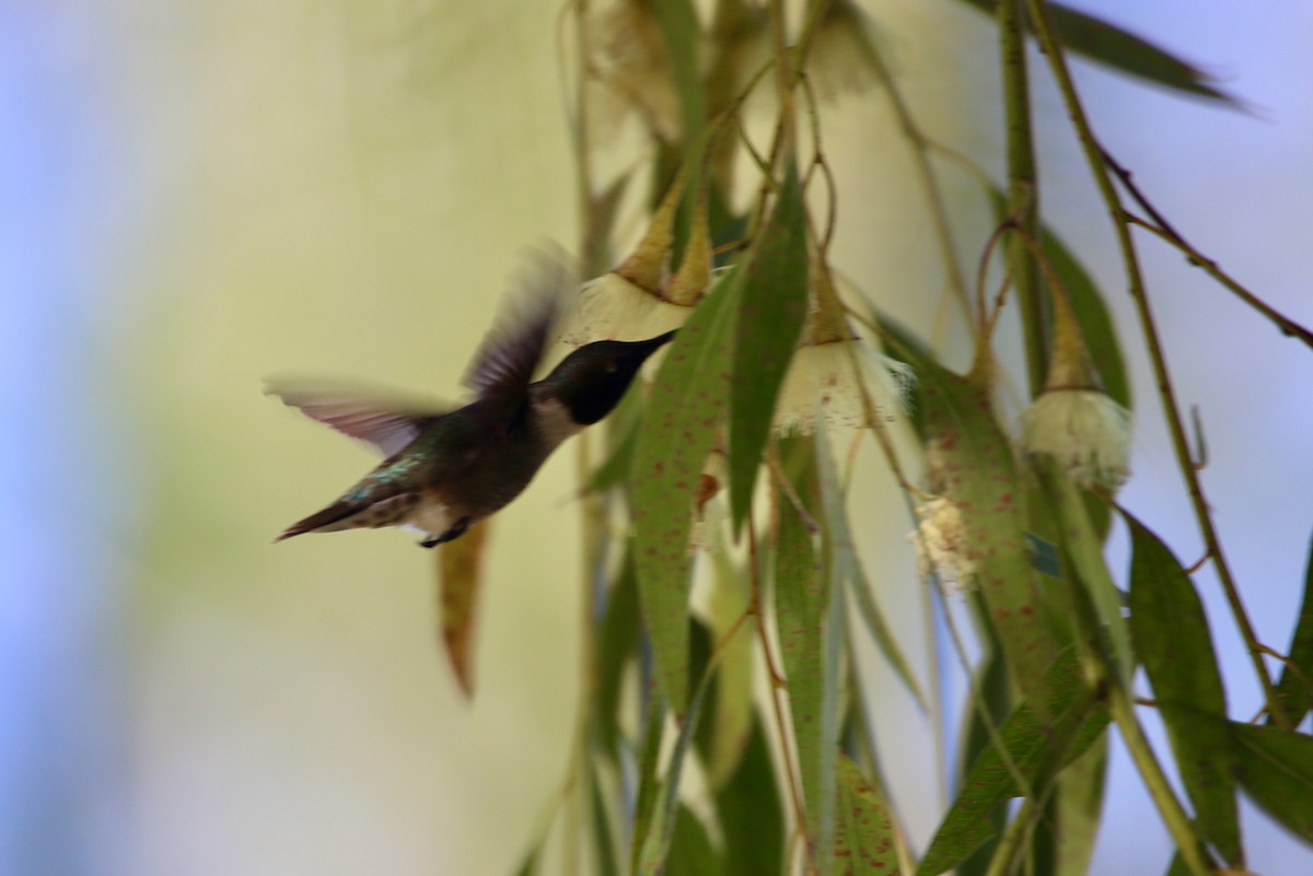 Black-chinned Hummingbird - ML620198333