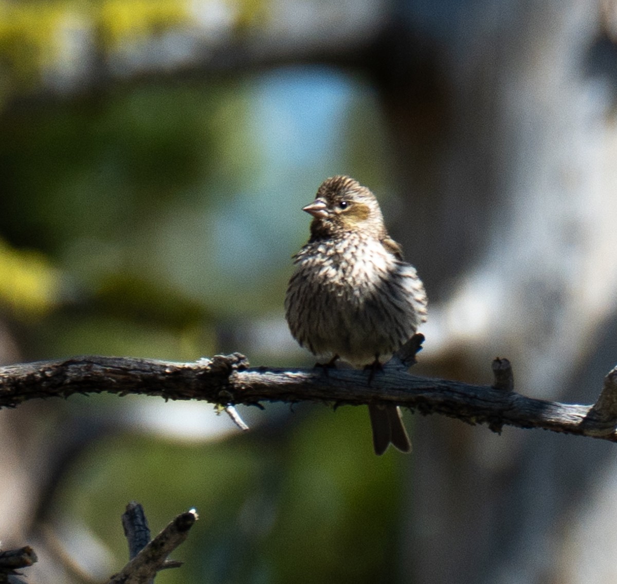 Cassin's Finch - ML620198335