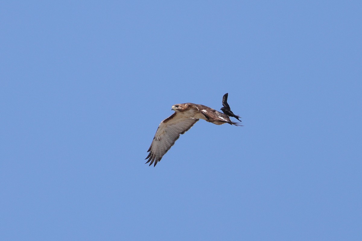 Red-tailed Hawk - ML620198337