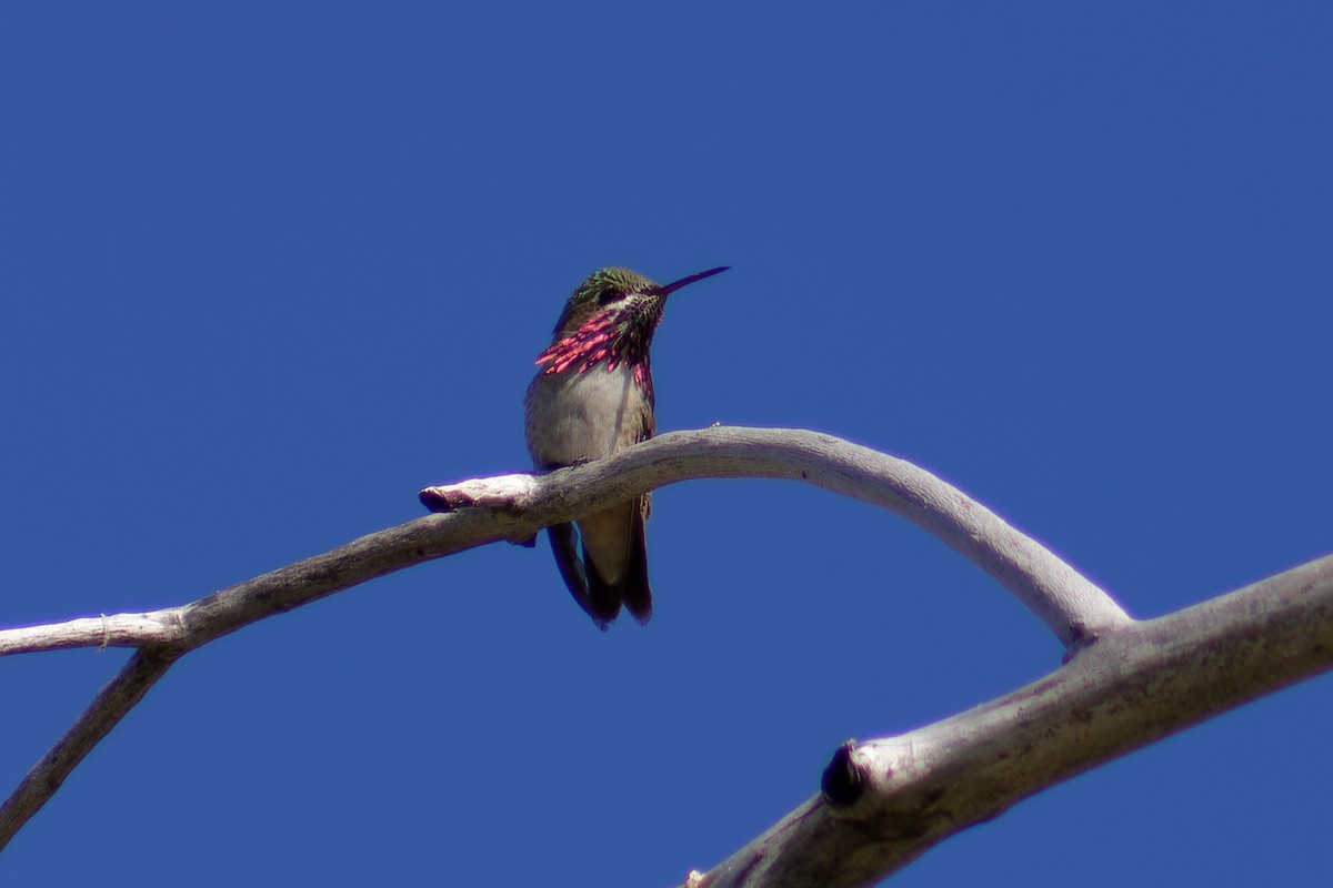 Calliope Hummingbird - ML620198341