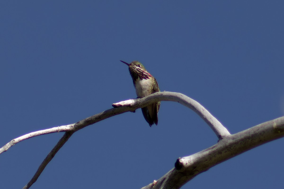 Calliope Hummingbird - ML620198342