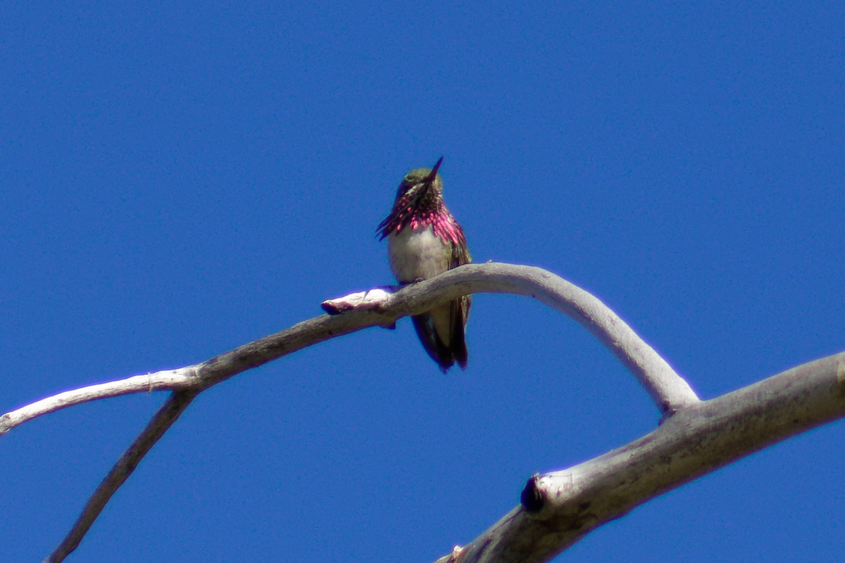 Calliope Hummingbird - ML620198344