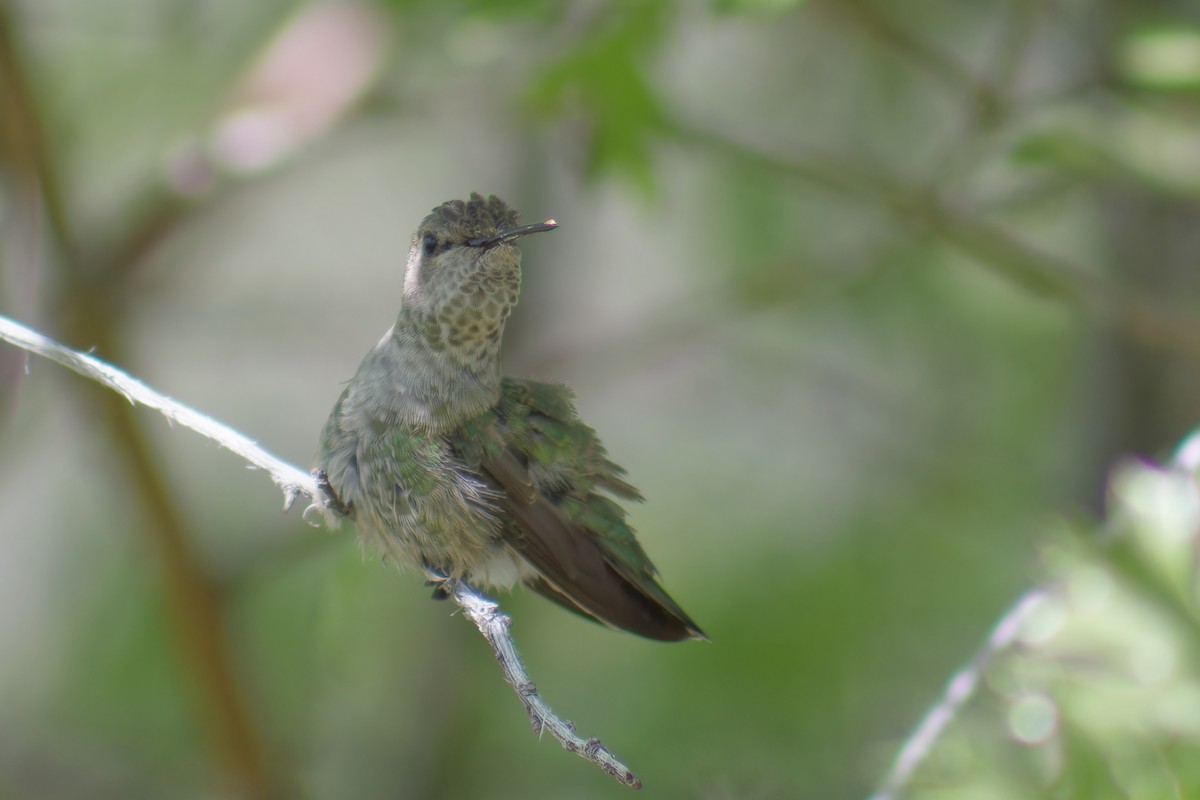 Calliope Hummingbird - ML620198345