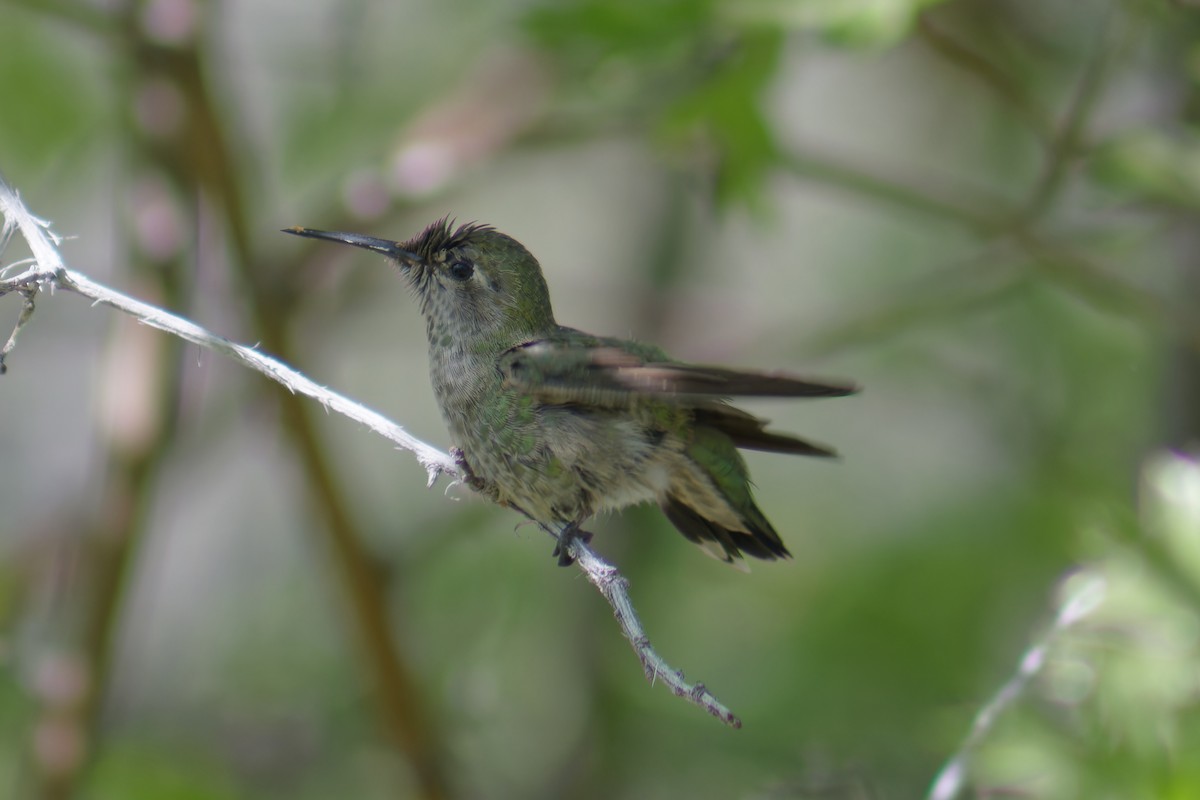 Calliope Hummingbird - ML620198346