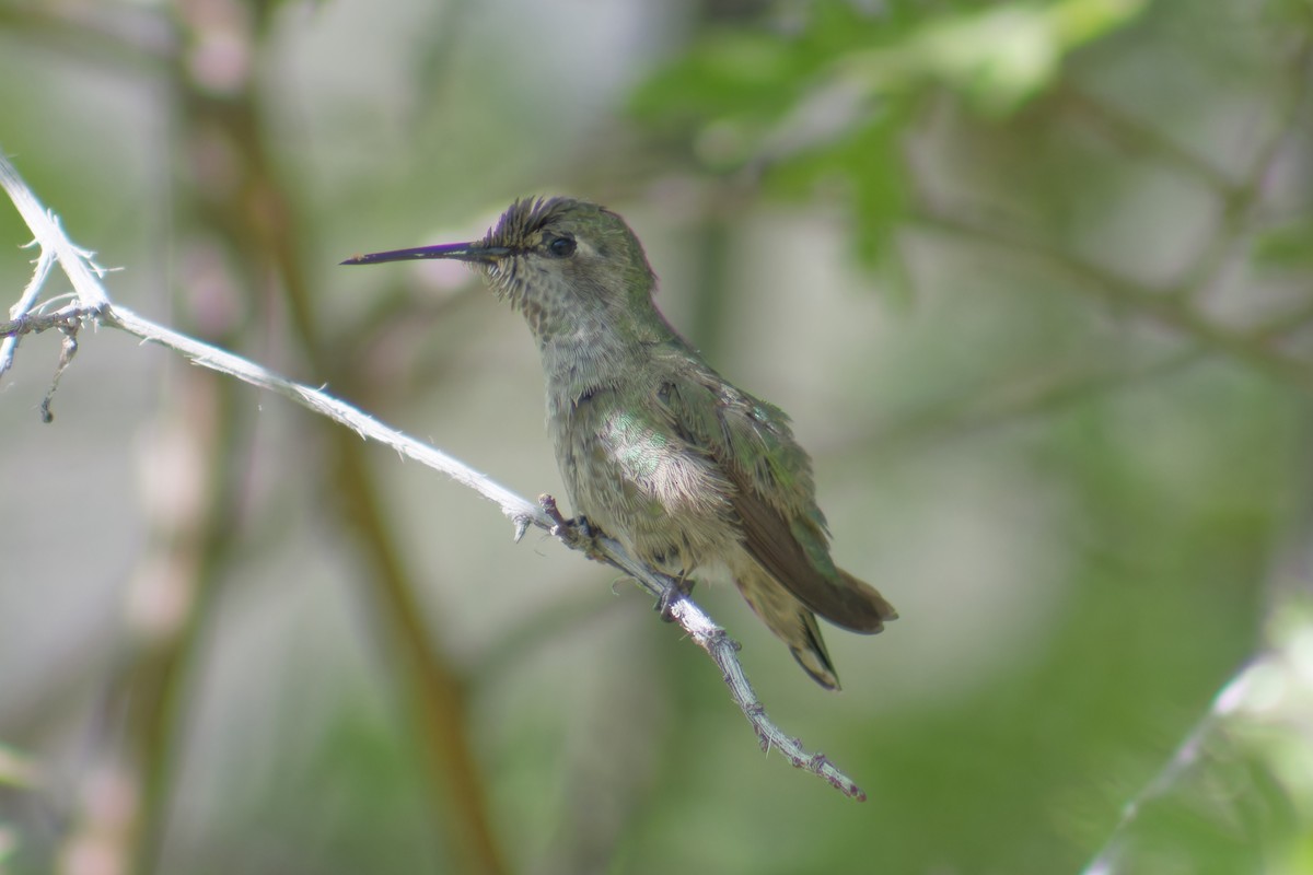 Calliope Hummingbird - ML620198347