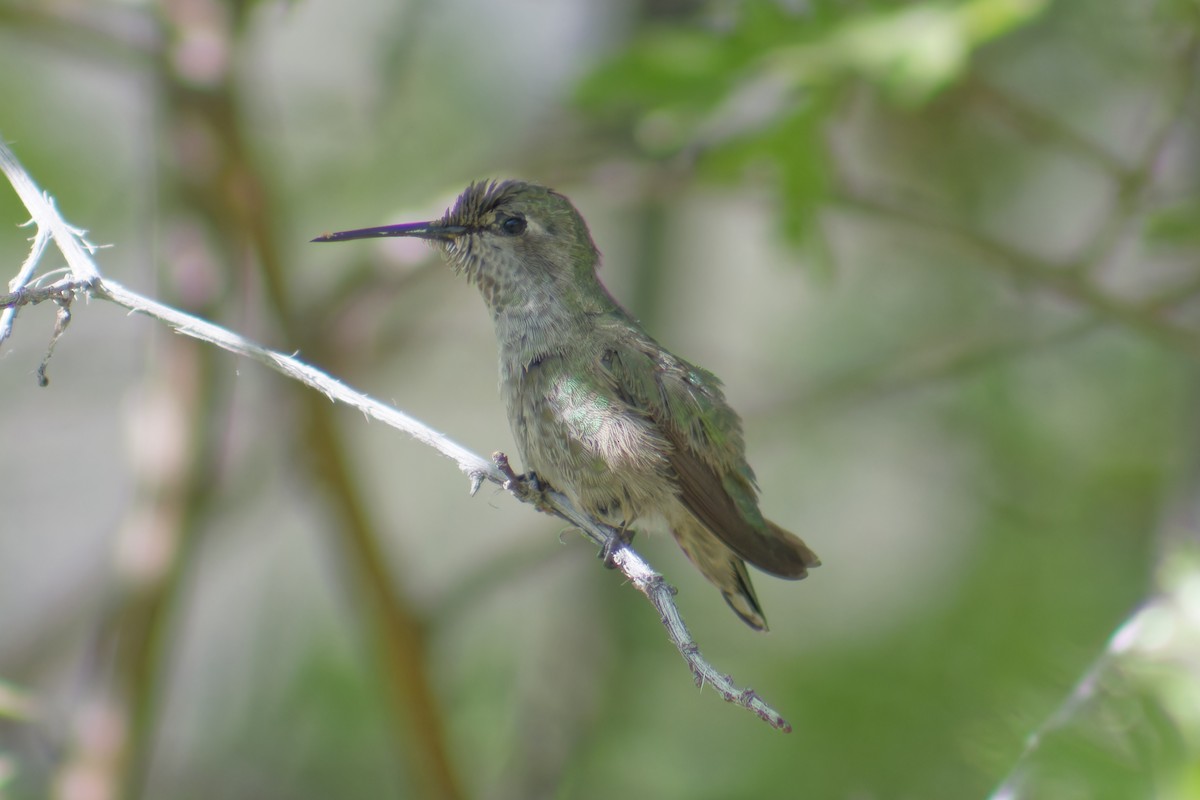 Colibrí Calíope - ML620198347