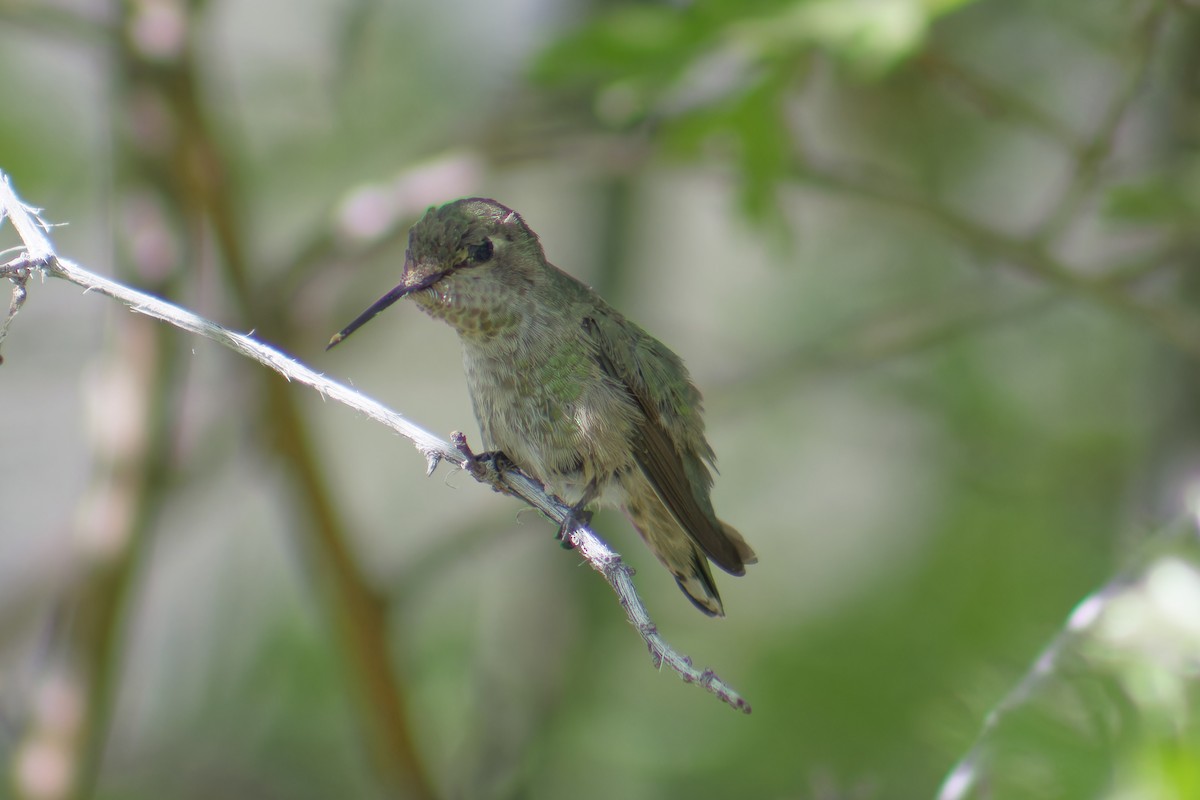 Colibrí Calíope - ML620198348