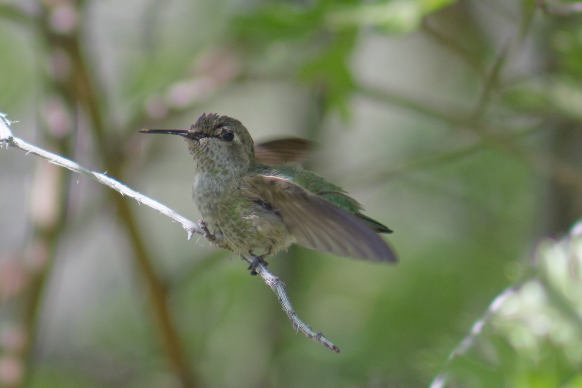 Calliope Hummingbird - ML620198349