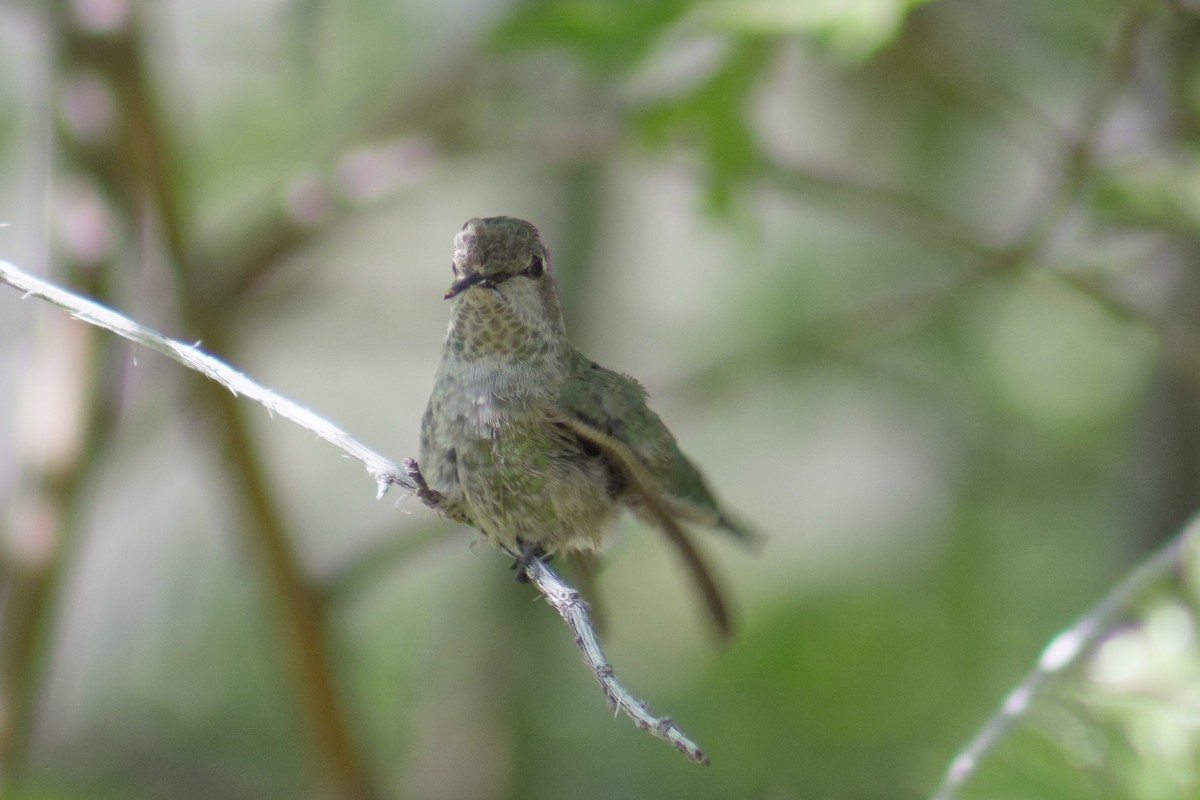 Calliope Hummingbird - ML620198350