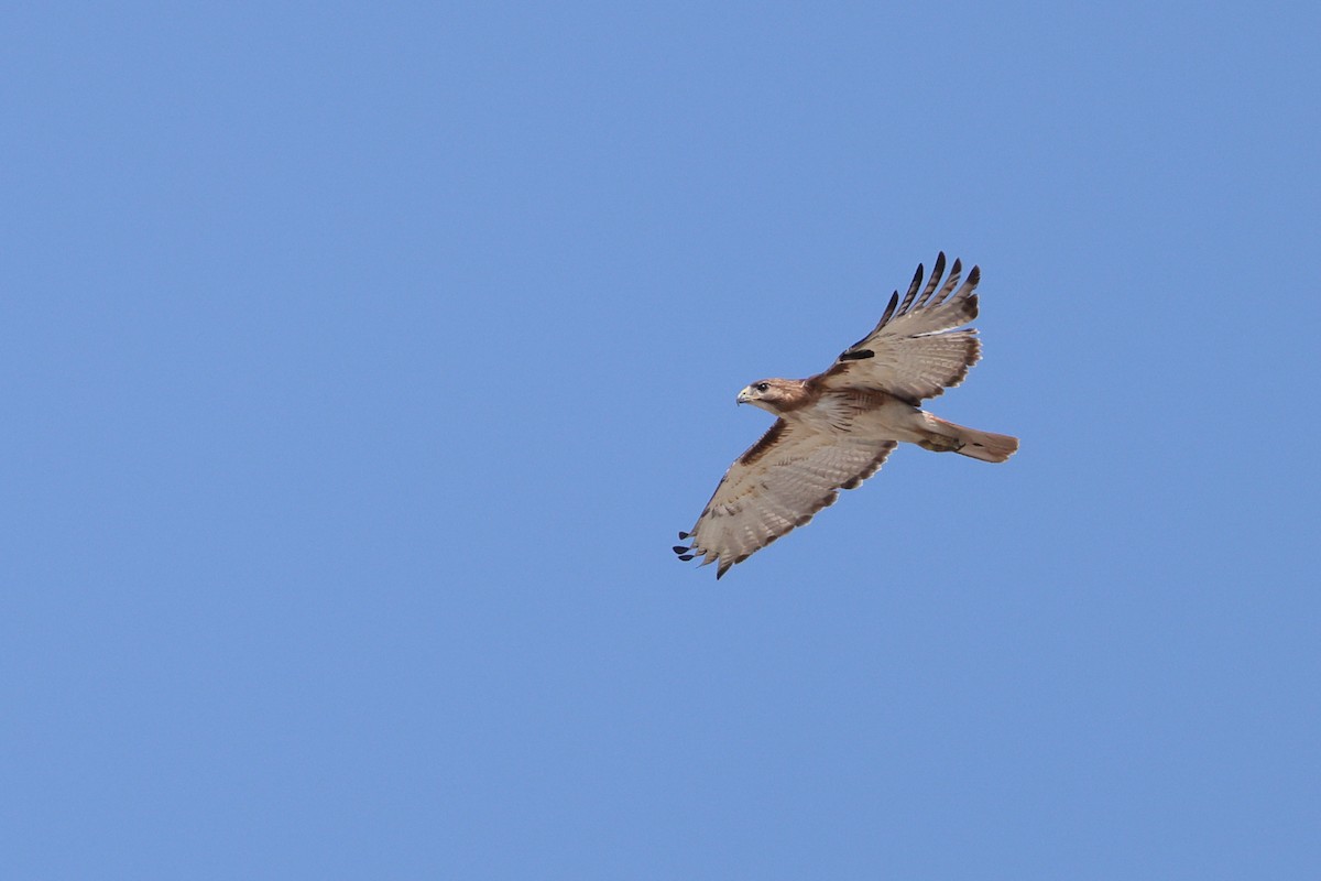 Red-tailed Hawk - ML620198351