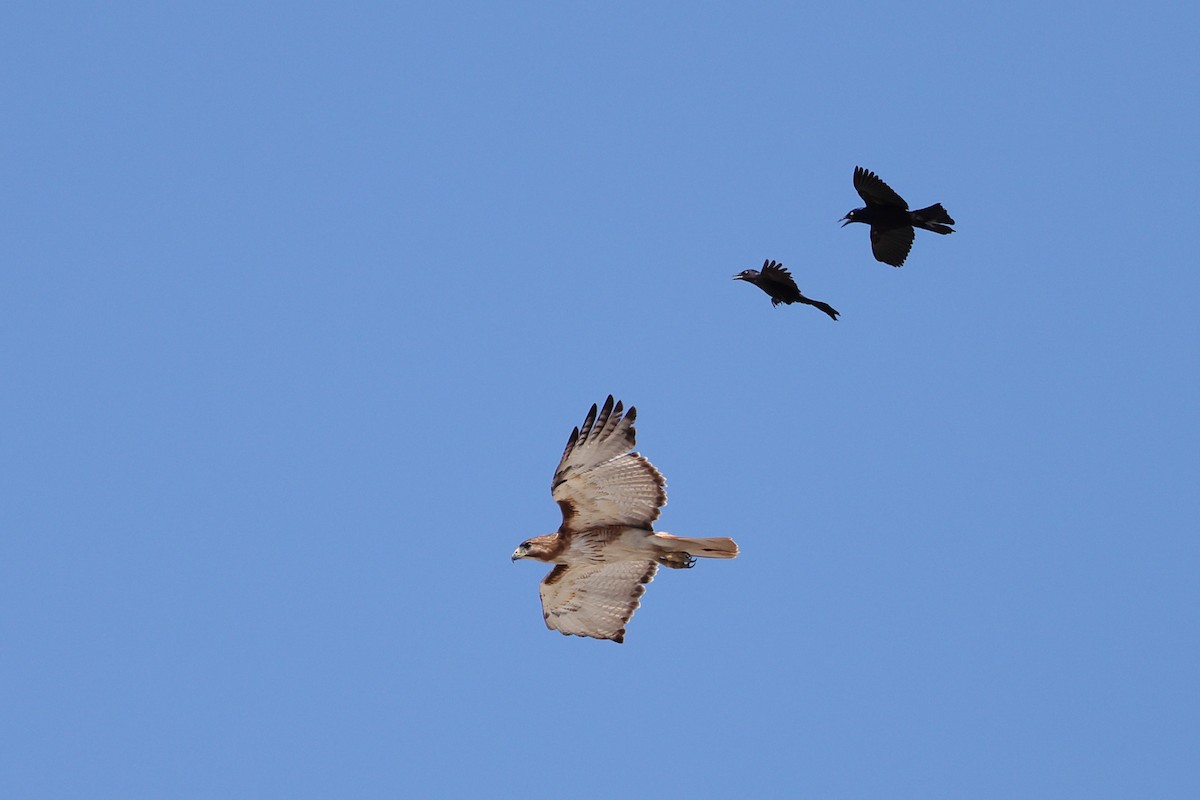 Red-tailed Hawk - ML620198352