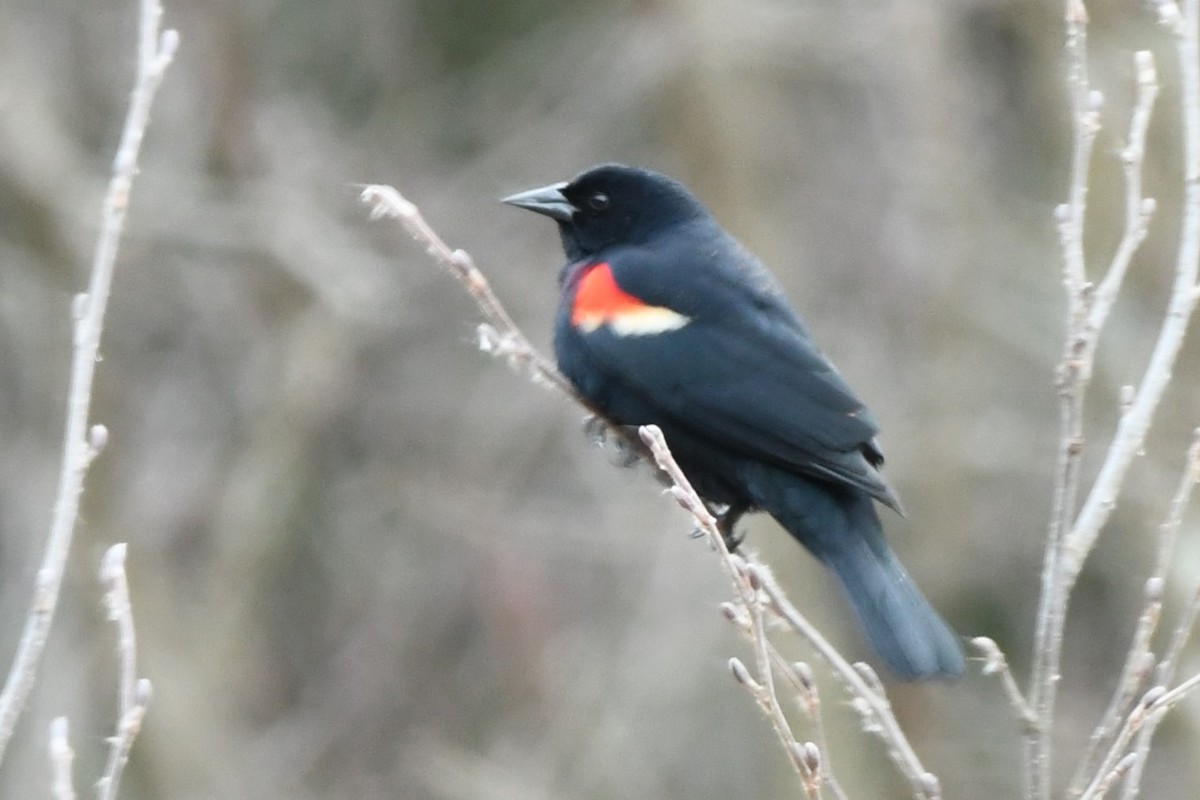 Red-winged Blackbird - ML620198360