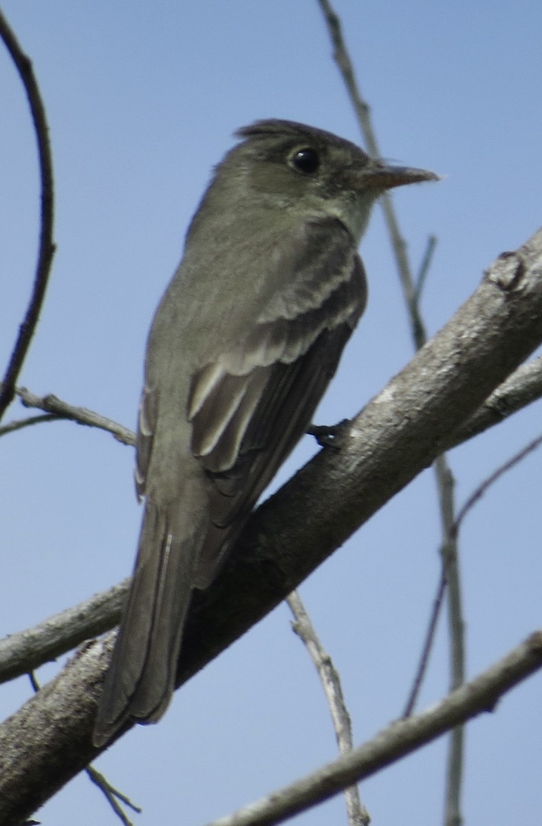 Eastern Wood-Pewee - ML620198362