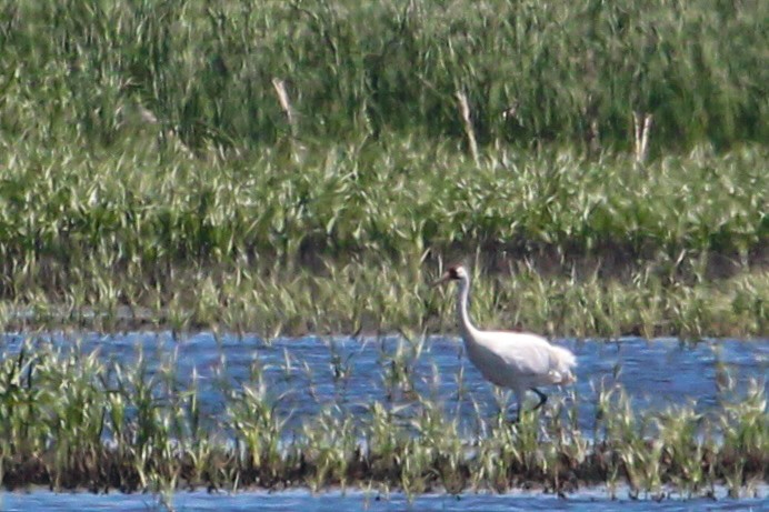 Whooping Crane - ML620198370