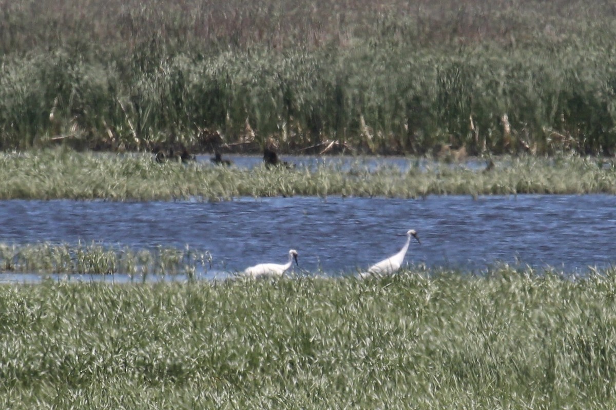 Whooping Crane - ML620198371