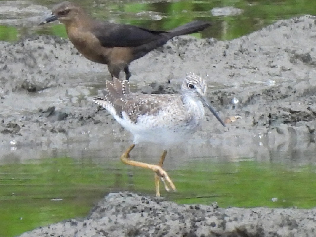 Greater Yellowlegs - ML620198395