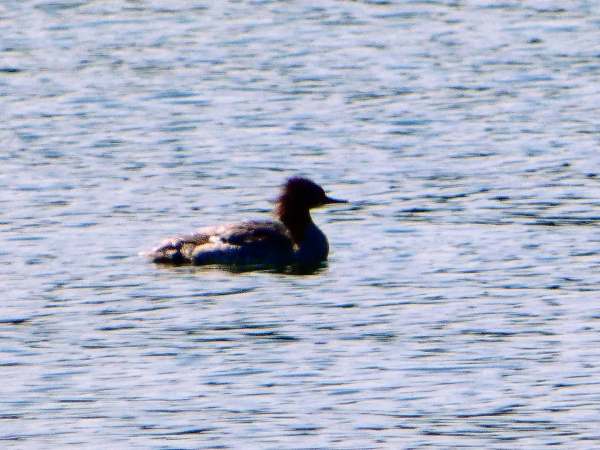 Common Merganser - ML620198401