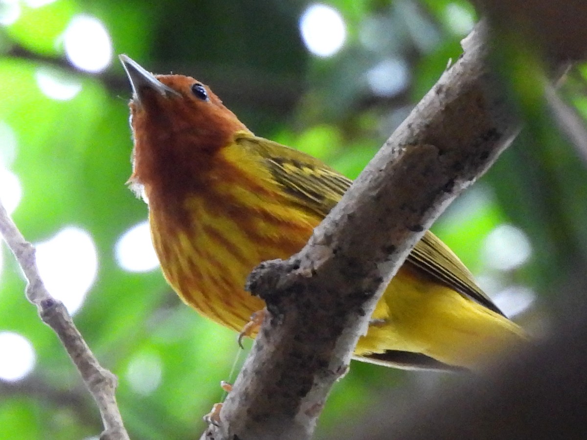 gulparula (erithachorides gr.) (mangroveparula) - ML620198403