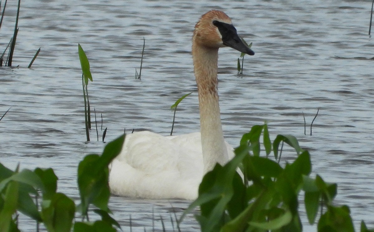 Trumpeter Swan - ML620198404