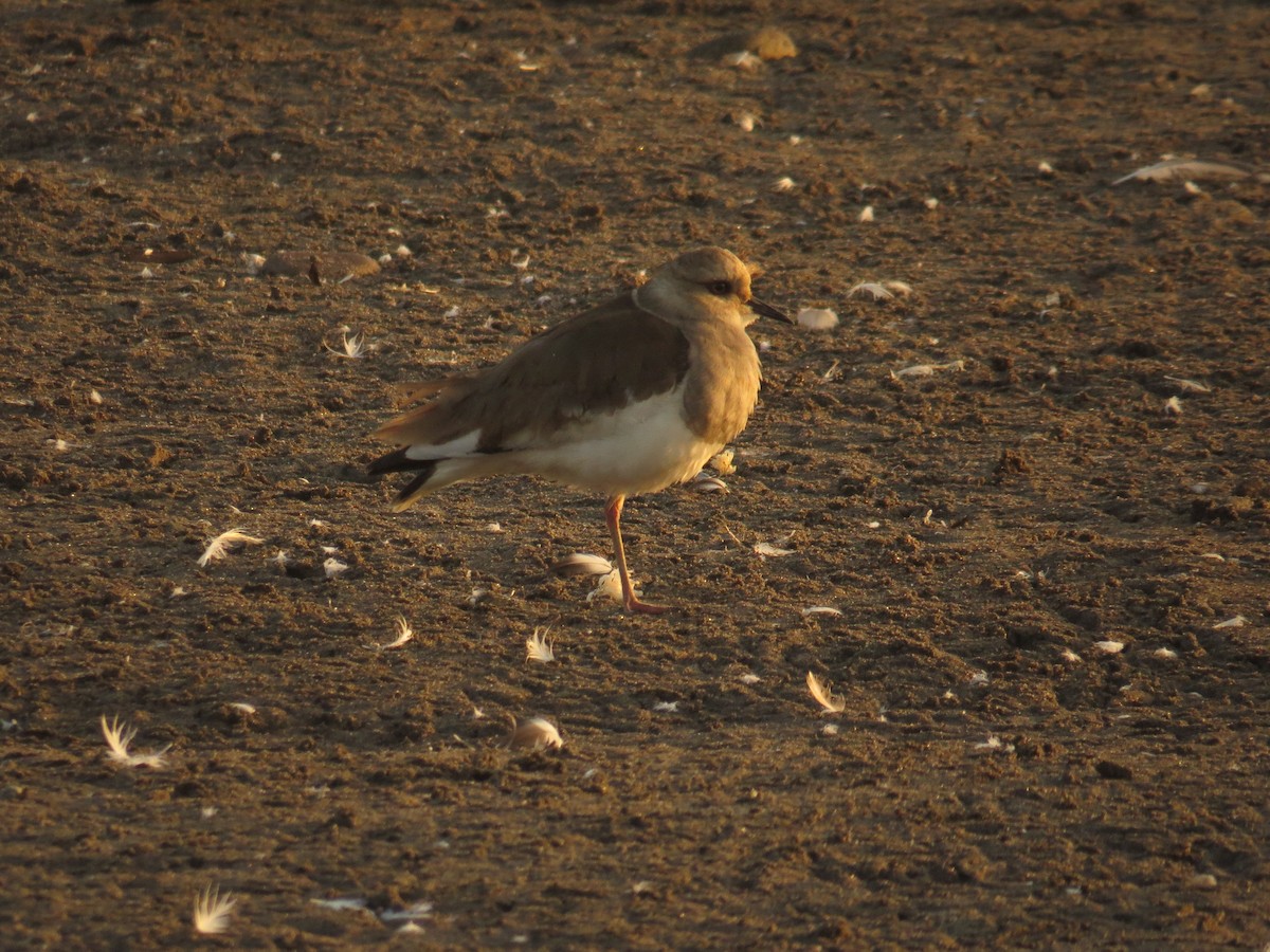 Andean Lapwing - ML620198413