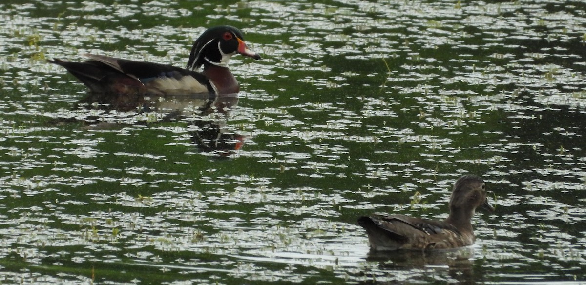 Canard branchu - ML620198414