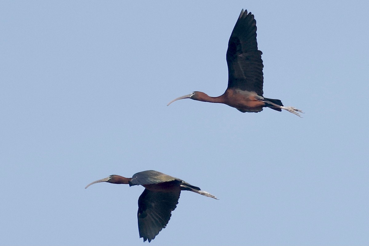 ibis hnědý - ML620198415