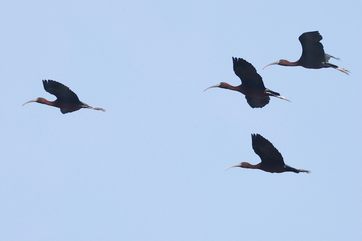 ibis hnědý - ML620198416