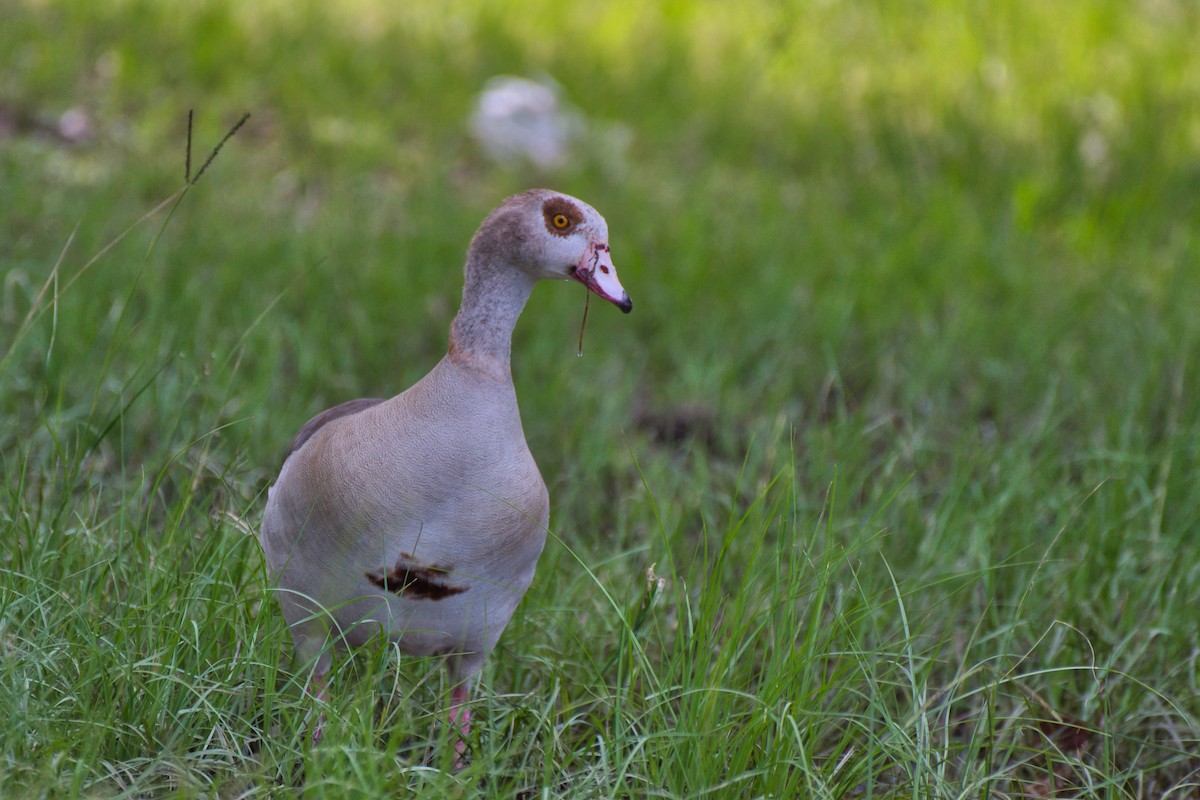 Egyptian Goose - ML620198425