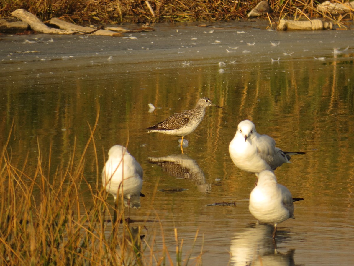 Greater Yellowlegs - ML620198441