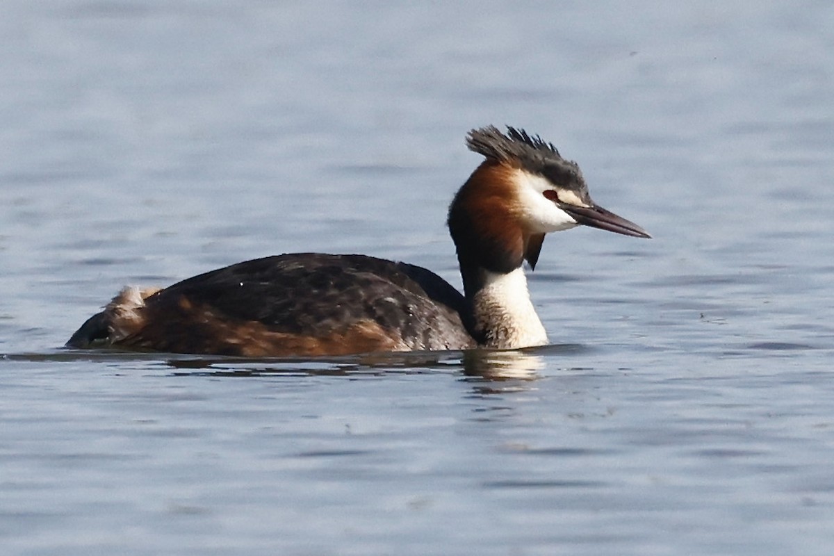 Great Crested Grebe - ML620198446