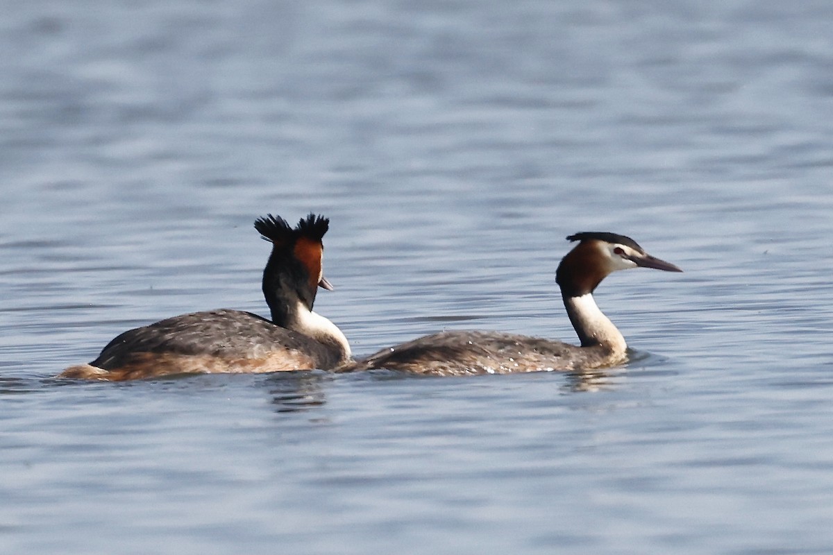 Great Crested Grebe - ML620198447