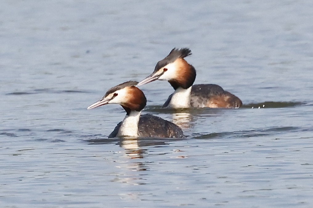 Great Crested Grebe - ML620198448