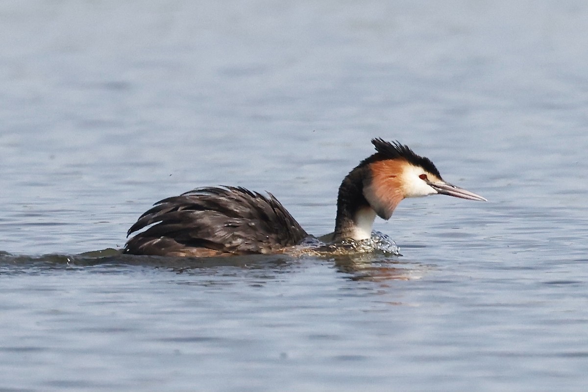 Great Crested Grebe - ML620198450