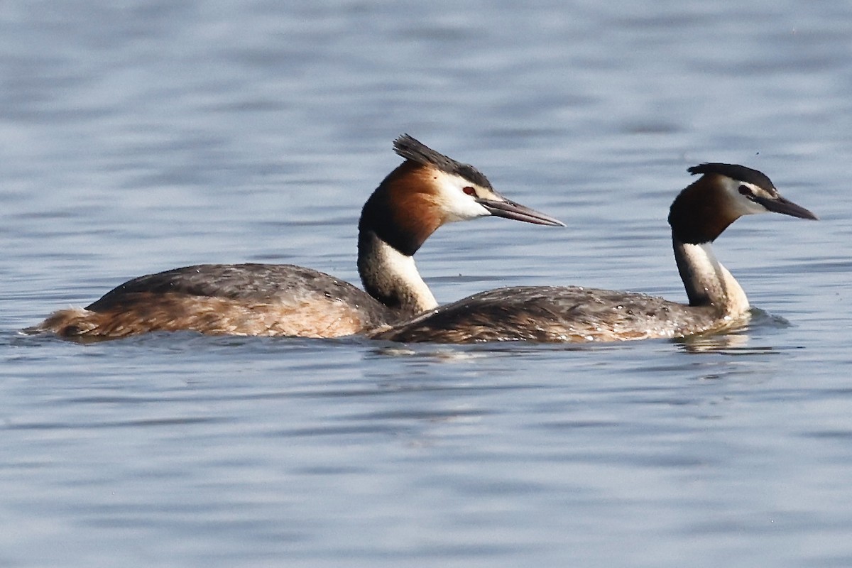 Great Crested Grebe - ML620198451