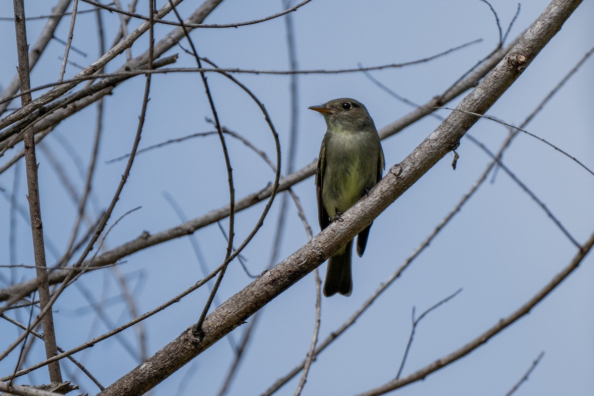 Eastern Wood-Pewee - David Ornellas