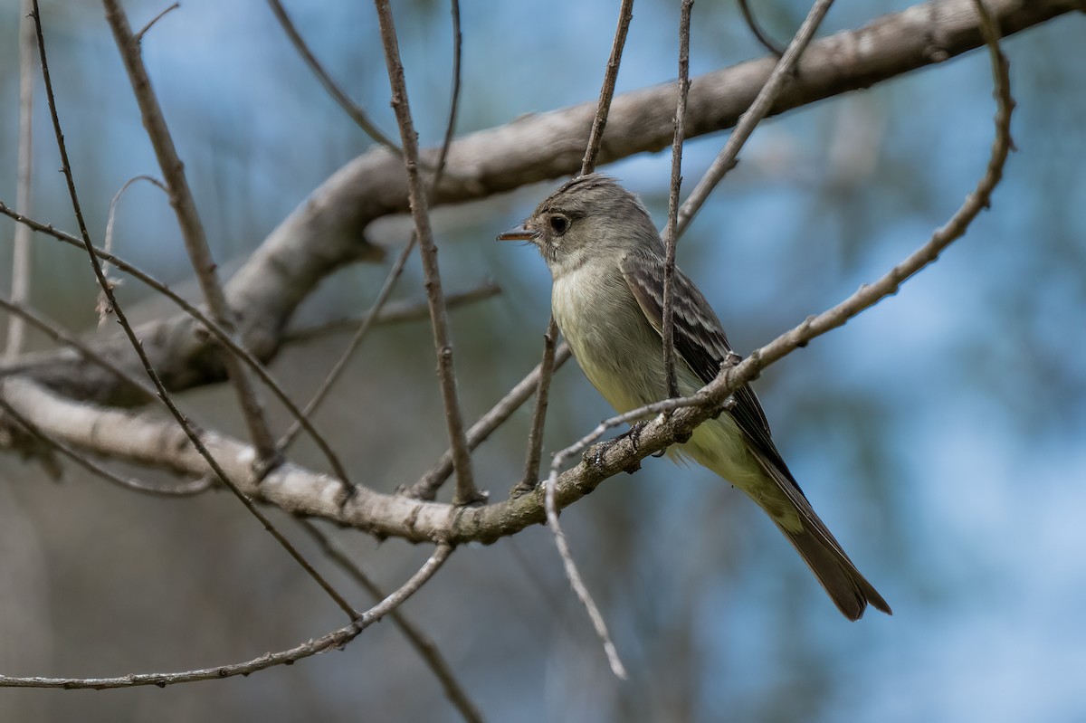 Eastern Wood-Pewee - ML620198458