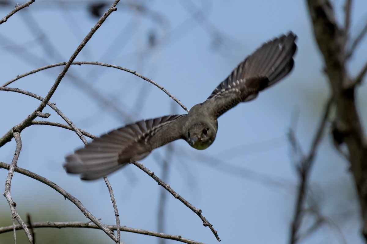 Eastern Wood-Pewee - ML620198459