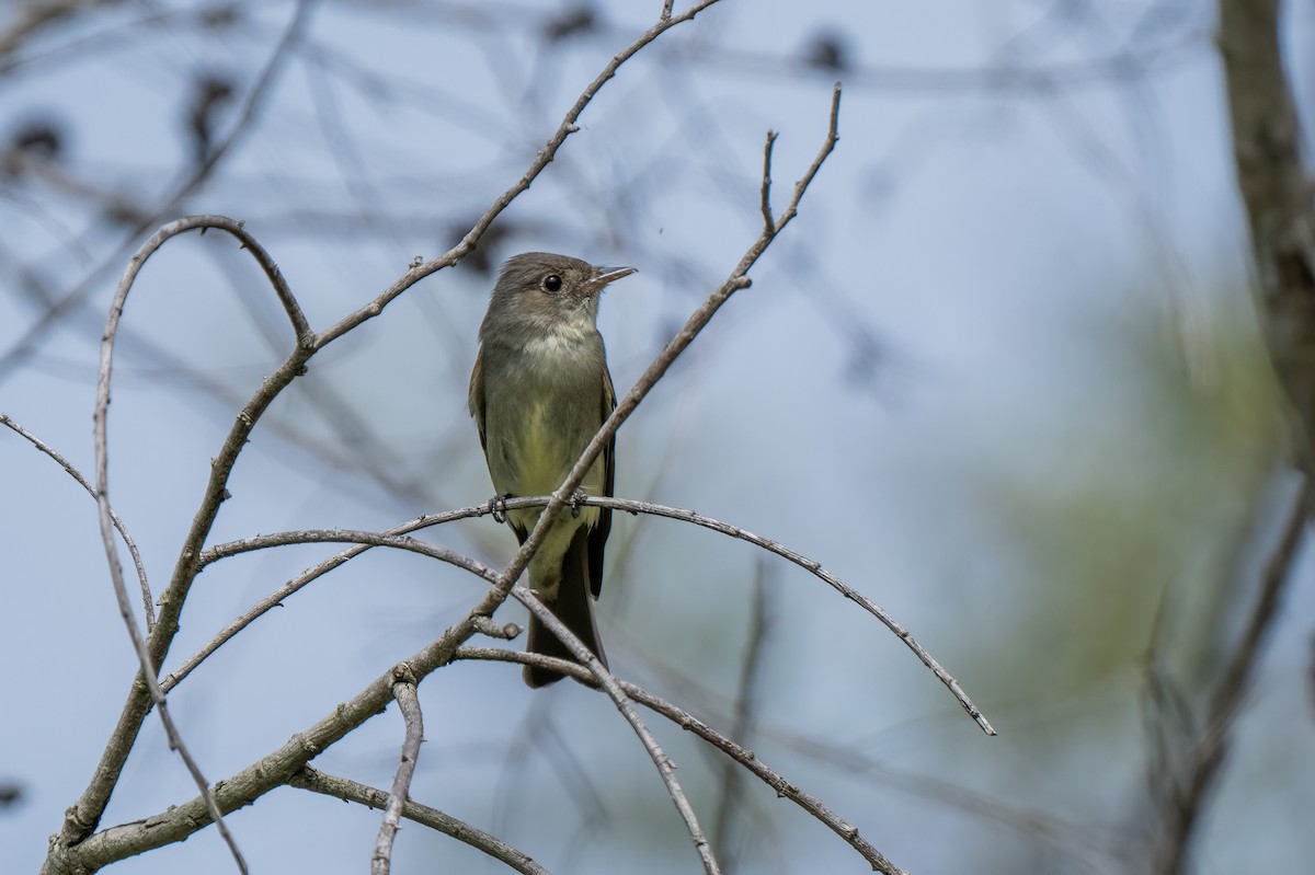 Eastern Wood-Pewee - ML620198460