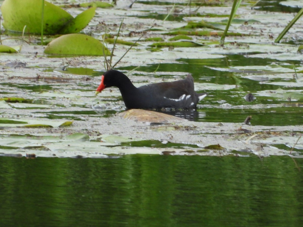 Common Gallinule - ML620198466