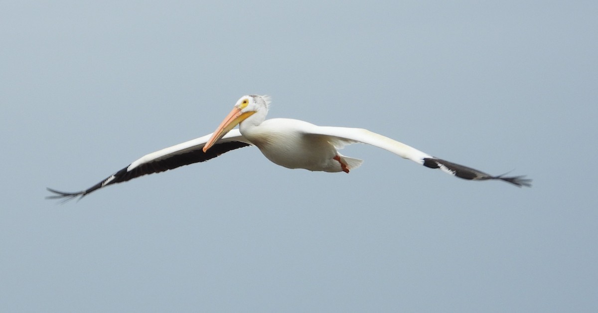 American White Pelican - ML620198484