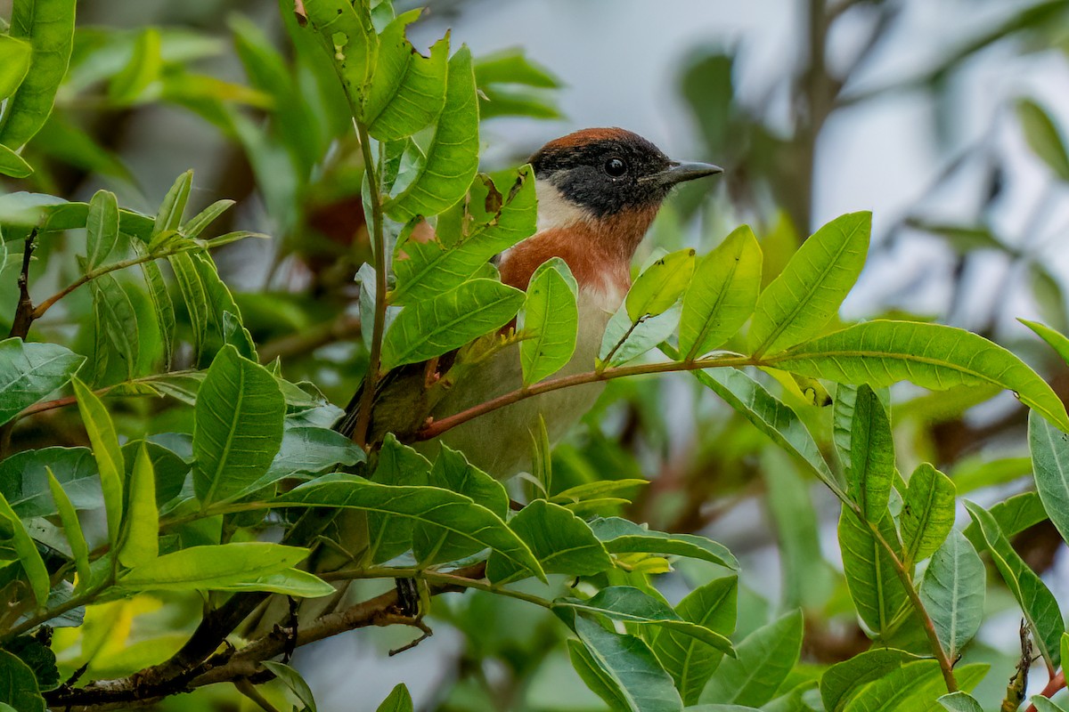 Bay-breasted Warbler - ML620198503