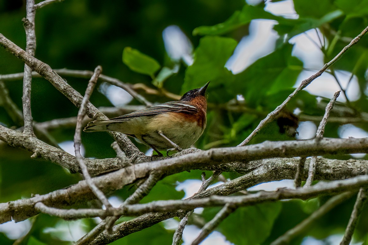 Paruline à poitrine baie - ML620198504