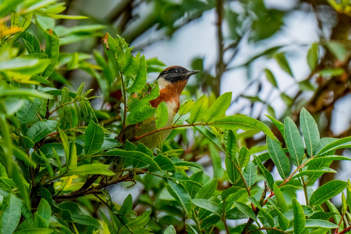 Bay-breasted Warbler - ML620198505