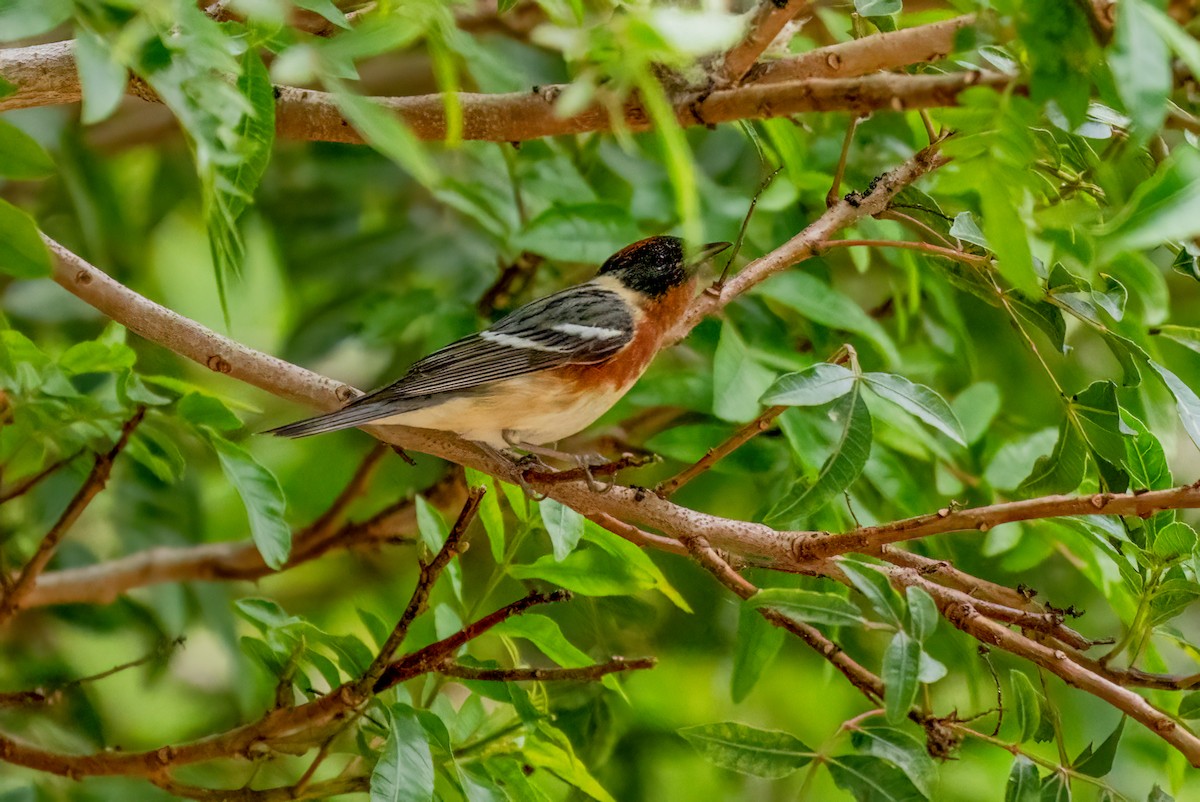 Bay-breasted Warbler - ML620198506