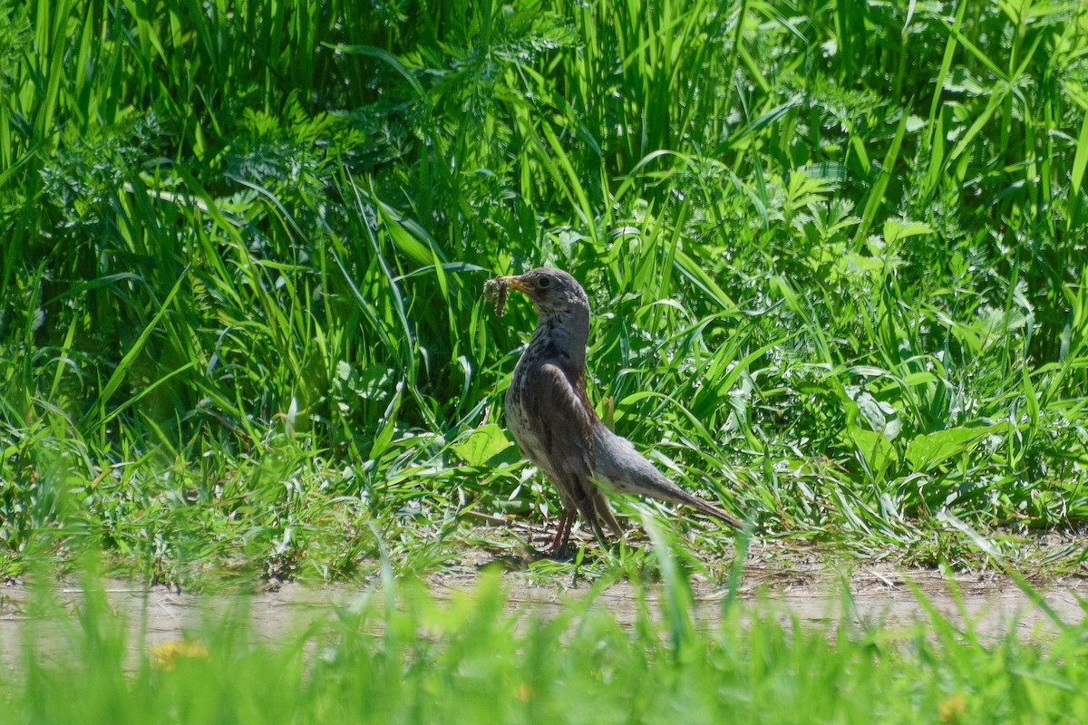 Fieldfare - ML620198514