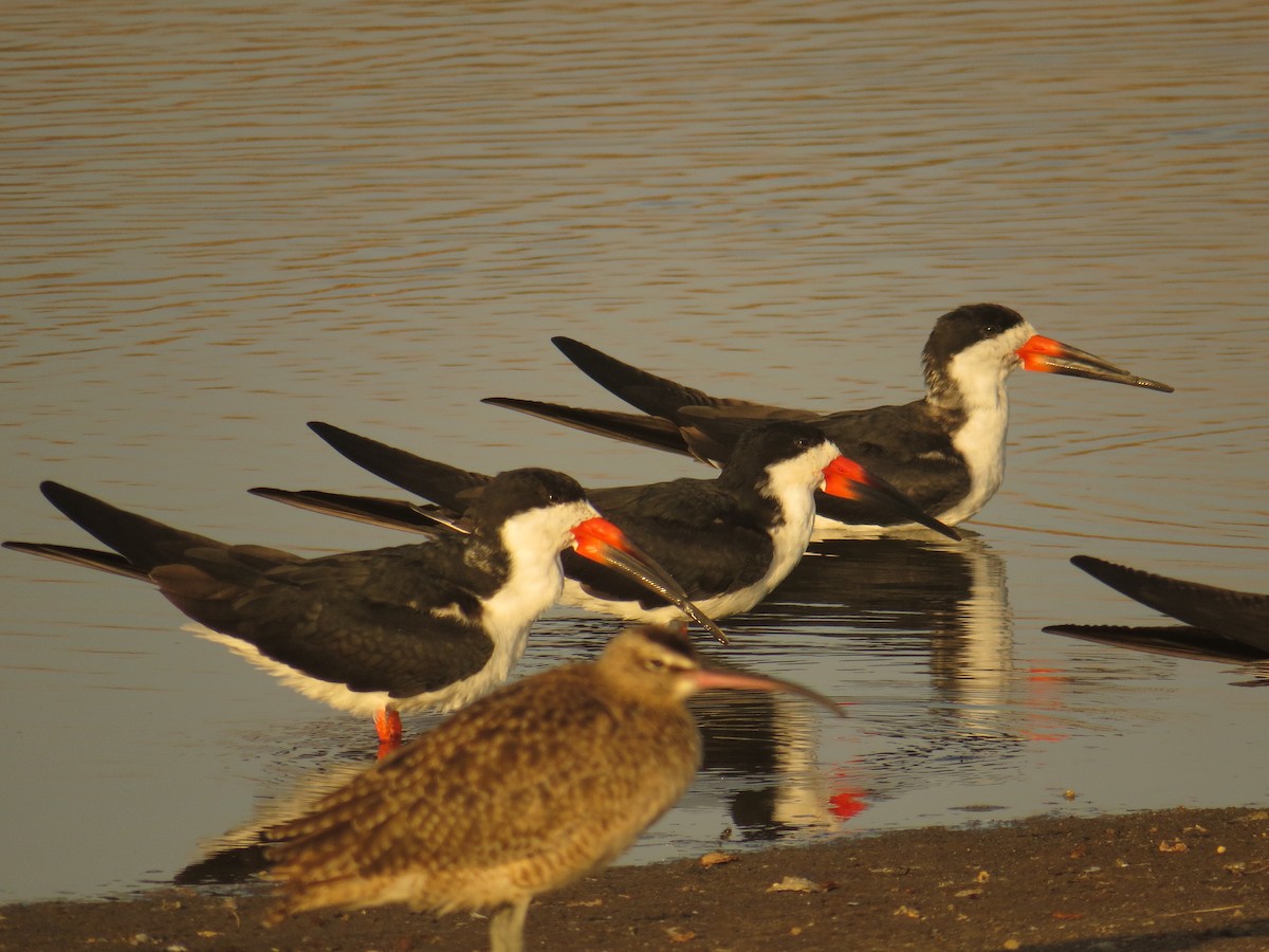 Black Skimmer - ML620198520