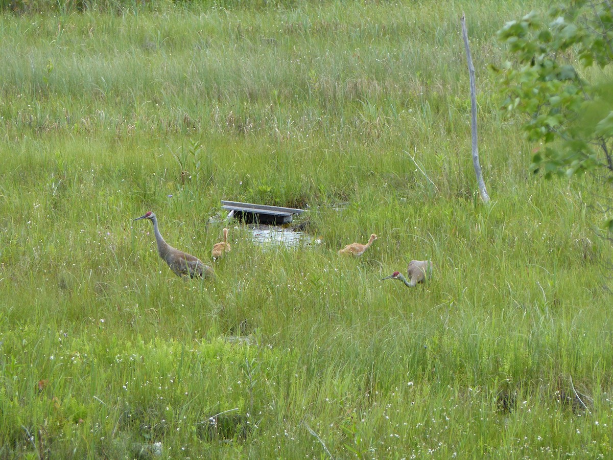 Sandhill Crane - ML620198521